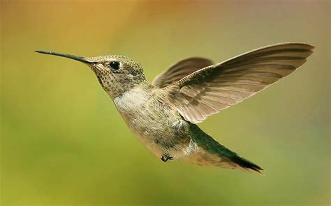 hummingbird wallpaper hd