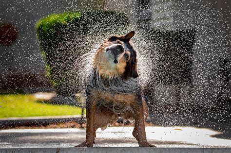 Dog Shaking Water Stock Photo Download Image Now Istock