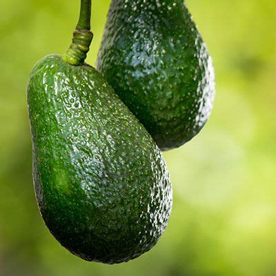 Hass avocado tree persea americana 'hass'. The Day Avocado tree is a superior avocado for containers ...