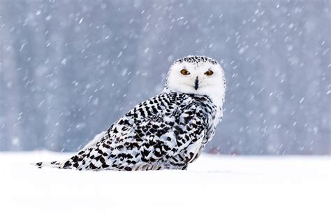 White Owl In Snow 5k Hd Birds 4k Wallpapers Images Backgrounds