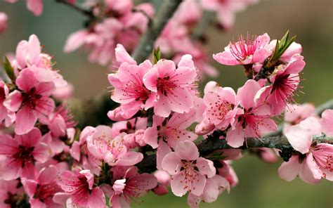 Spring Apple Tree Pink Flowers Blossoms 2560x1600