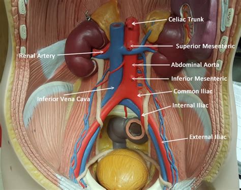 Vascular Wire Model Human Anatomy Abdominal Aorta Arteries My XXX Hot