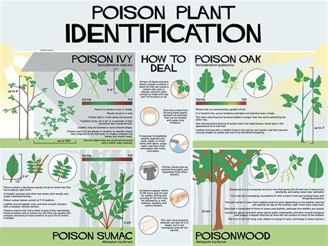 Poison Plants Infographic Florida Master Gardener Volunteer Program