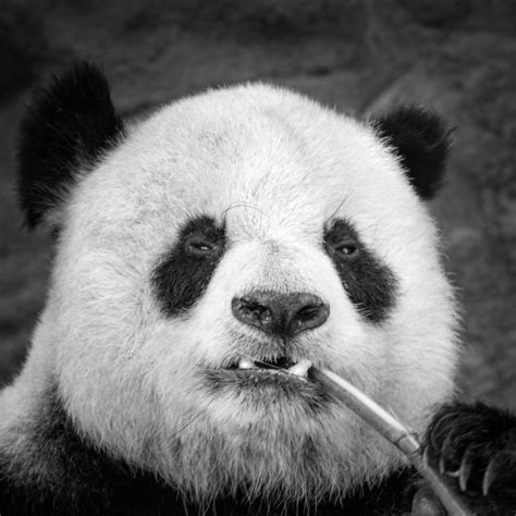 Panda Pfp By Kathy Macpherson Baca