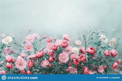 Toned Soft Nature Floral Background With Copy Space Stock Image Image
