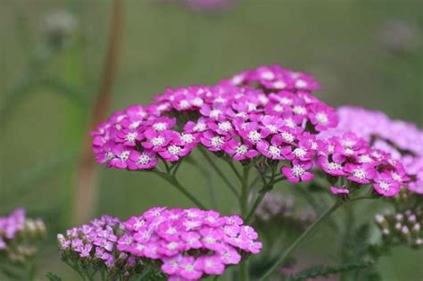 Growing Yarrow Plant Complete Planting And Care Guide Happy Diy Home
