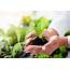 The 9 Best Organic Fertilizers Of 2021