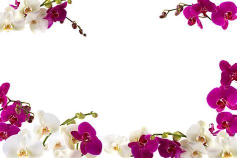 Royalty Free Orchid Border Pictures Images And Stock Photos Istock