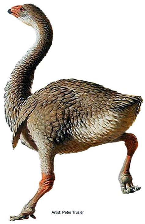 Art Illustration Prehistoric Birds Genyronis Is An Extinct Species