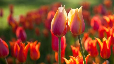 Two Lovely Tulips Spring Flowers Wallpaper Download 1920x1080