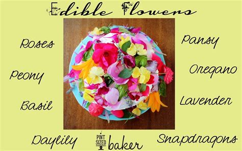 We did not find results for: edible flowers for cakes - Google Search | Edible flowers ...