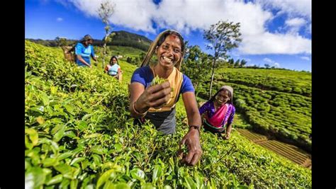 Pot,herbal teas,free lanka flavoured tea,ornamental tea pot,tea in cartons,teas in wooden boxes our companygemi teas colombo (pvt) ltd which has its production and packing facility in sri lanka, is a well known supplier of tea to super market chains airline catering industry euroipe. 150 years after the first tea plantation was established ...