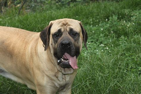 Pin On Adult English Mastiffs