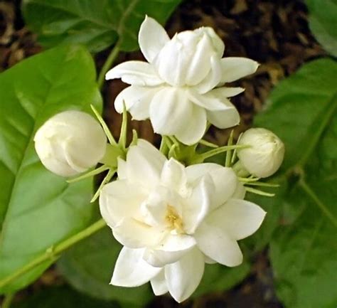 Mogra Belle Of India Jasmine Amazing Flowers Jasmine Flower