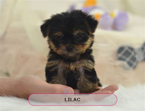Extreme chinese cresteds has quality akc reg chinese crested puppies for sale, with a variety of hairless and powderpuff's to pick from. Teacup Morkie Puppies For Sale In Ct | Top Dog Information