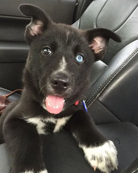 Eine bezugsperson ist für die soziale und seelische entwicklung des hundes fundamental. Sie haben zum ersten Mal ein Zuhause: Hunde aus dem ...