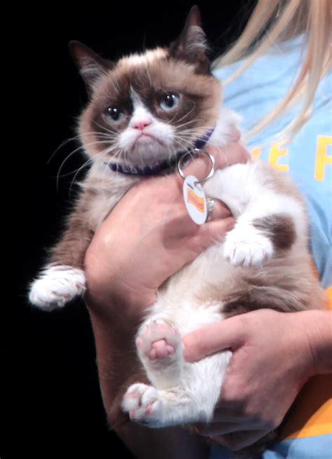 Grumpy Cat Wikipedia