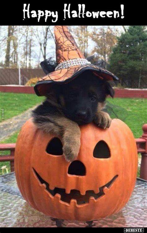 Happy Halloween! | Lustige Bilder, Sprüche, Witze, echt lustig