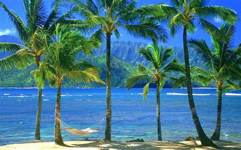 Hd Wallpaper Blue Mountains Palm Tree Beach Nature Oceans Hd Art Palm
