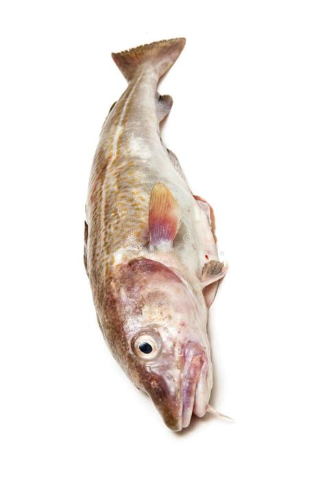 Whole Cod Fish Stock Photo Image Of Background Food 51781896
