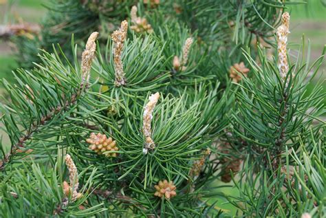 Pinus Banksiana Pin Gris Van Den Berk Pépinières