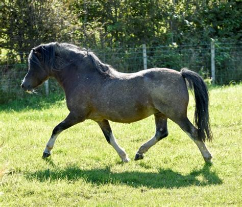 Our Stallions Welsh Mountain Ponies Moelbanc Stud