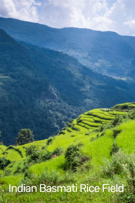 Organic brown basmati rice this organic basmati rice originates from india's basmati seeds. Indian Basmati Rice | Indian rice basmati, Basmati rice ...