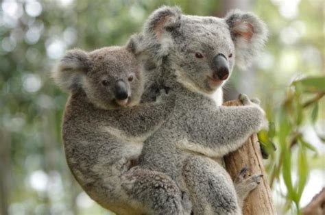 Koalas May Be The Pickiest Marsupials Around Sciencedaily
