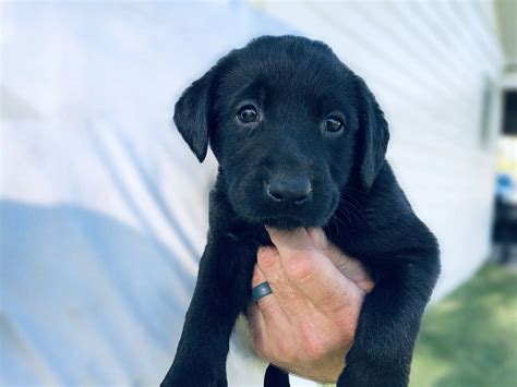 Silver Lab Retriever Puppies For Sale Silver And Charcoal Kennels