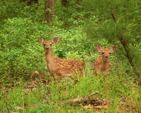 Whitetail Fawn Twins Photograph By Kristia Adams