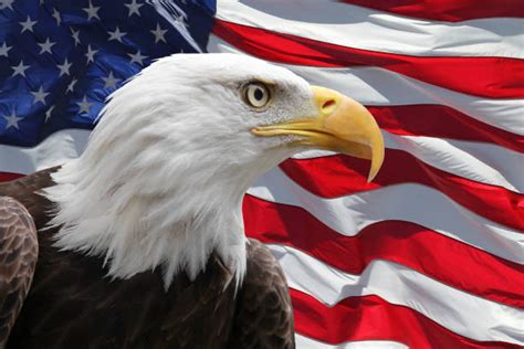 Vector files are available in a printable pdf version of the flag is also available. American Flag With Eagle Stock Photos, Pictures & Royalty ...