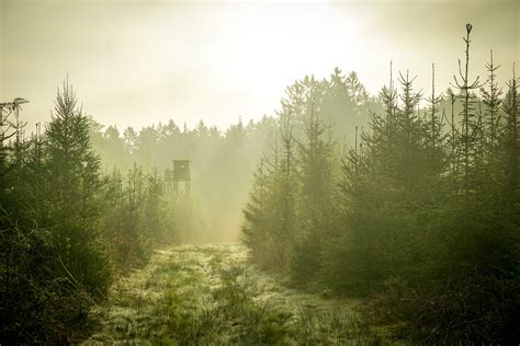 A Misty Forest Scene In Holzminden Germany Image Free Stock Photo