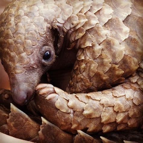 134 Best Images About Armadillos And Pangolins On Pinterest Ants 130