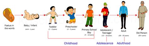 Human Life Cycle Stages Of Human Life Cycle Science For Kids