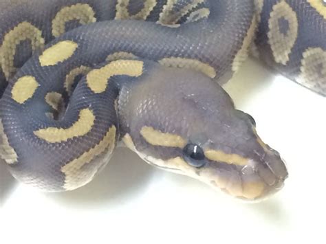 Navigate to the first search result item. Ball Pythons For Sale | Pythons for sale, Ball python ...