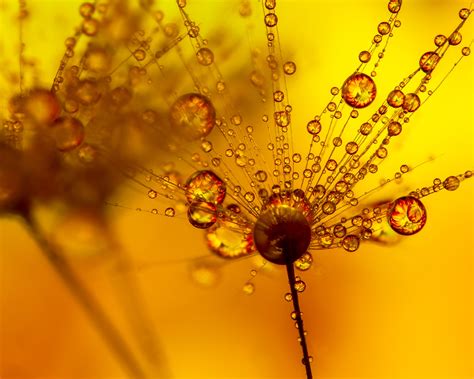 How To Shoot Refraction Macro Photos In Water Drops Glass Beads And More
