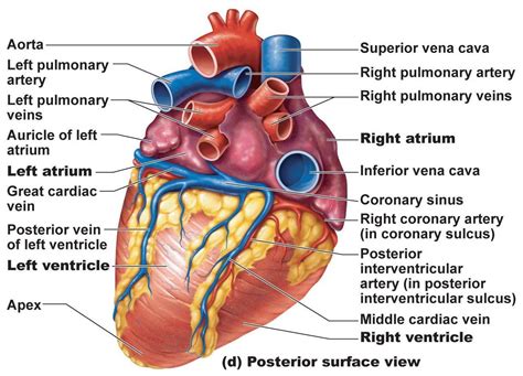 The following diagram summarises the sequence of blood flow through the heart, arteries, arterioles, capillaries, venules, veins, then back to the heart: Human Heart Labeled . Human Heart Labeled Heart Anatomy ...