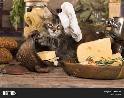 Kitten Cooks Capcat Image And Photo Free Trial Bigstock