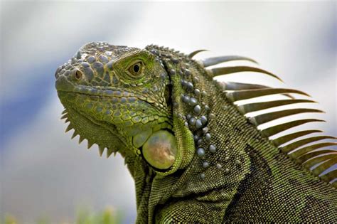Do Green Iguanas Make Good Pets Blue Dragon Pets