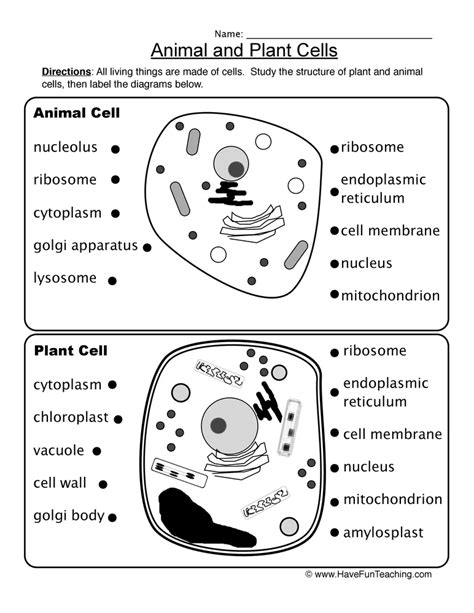 How To Teach Animal And Plant Cells Using This Animal And Plant Cells