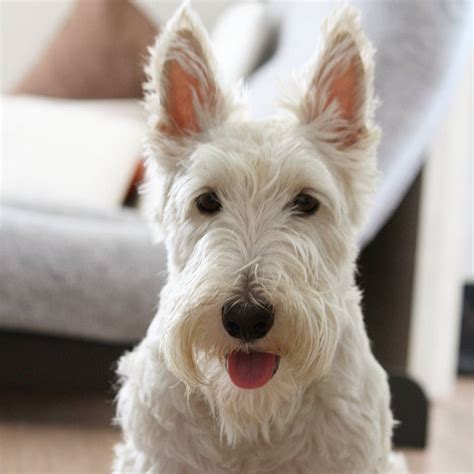15 Cool Facts About Scottish Terriers The Dogman