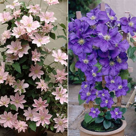 Check spelling or type a new query. Win a pair of Boulevard Patio Clematis | The Independent ...