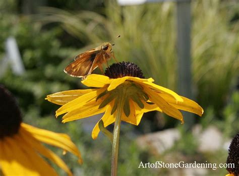 Check spelling or type a new query. black eyed susan - Perennial flowers to Attract ...