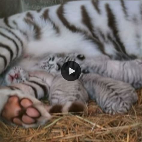 Japanese Zoo Shows Off 15 Days Old Four Rare Tiny White Tiger Cubs So