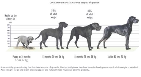 Average weight for 17 year old male. Great Dane Dog Breed: An Insanely Comprehensive Guide 2020 ...