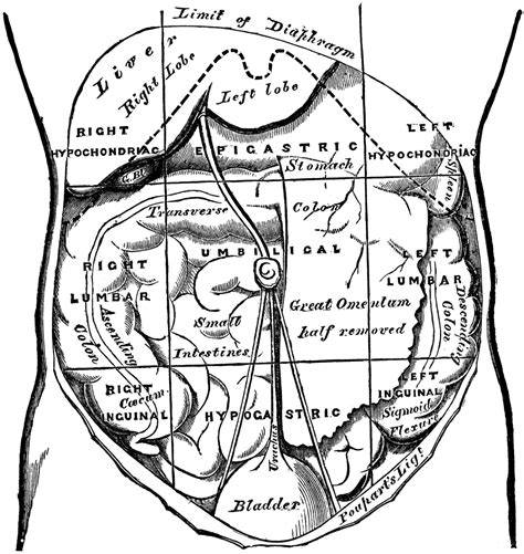 Anatomical Quadrants And Regions Of The Abdomen Jaskaran Cabrera