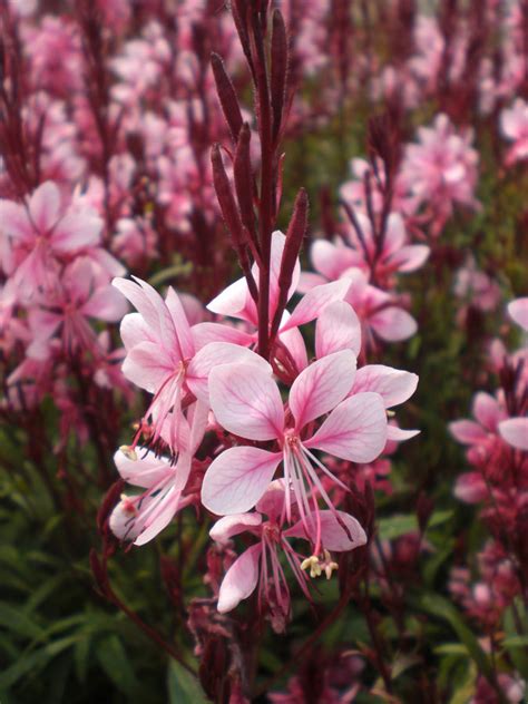 I leave the old stems on throughout the winter and when it's warmer and you can see the new shoots coming through at the base, then you carefully cut the individual old shoots off with secateurs. GAURA, Belleza Olivia