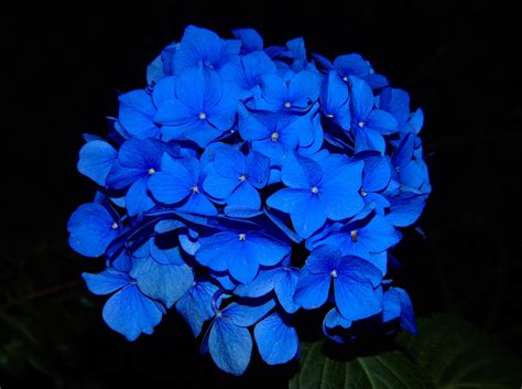 Artistic Blue Flowers Perfect For Your Garden