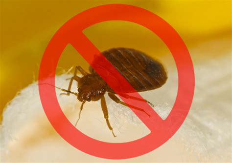 5 Expert Tips To Effectively Get Rid Of Bed Bugs Naspin