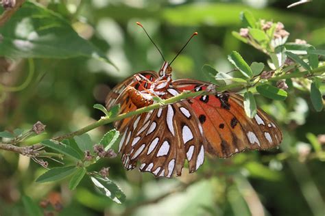 Want To See The Gulf Fritillary Life Cycle Plant Passionflower The